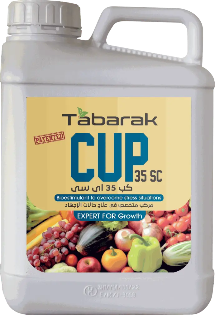 Tabarak Cup 35 SC