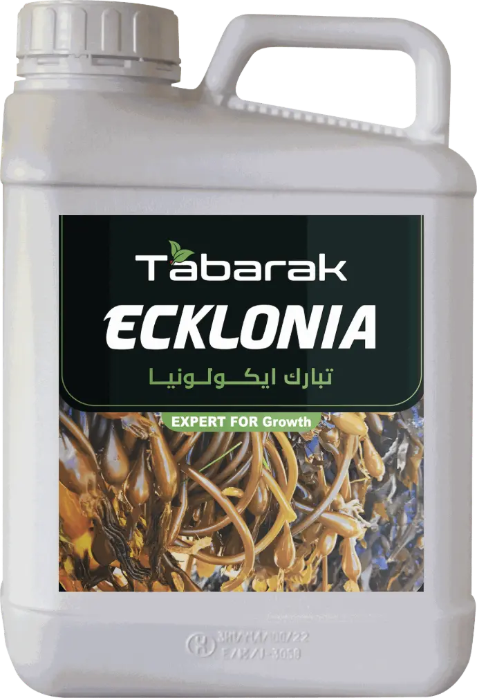 Tabarak Ecklonia