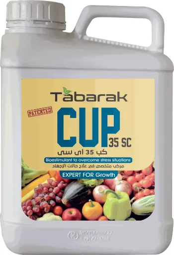 Tabarak Cup 35 SC