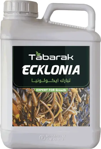 Tabarak Ecklonia